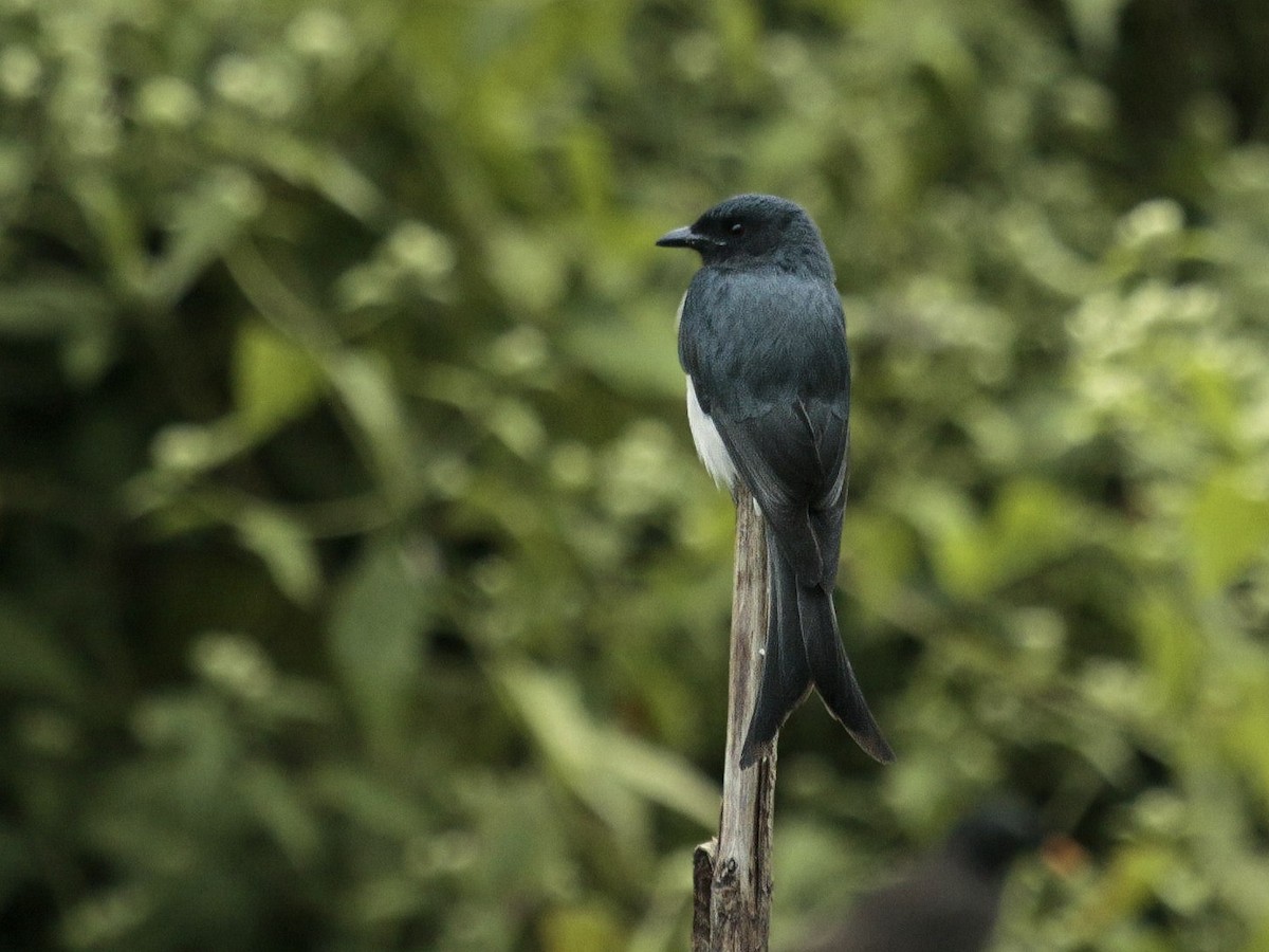 White-bellied Drongo - ML629457864