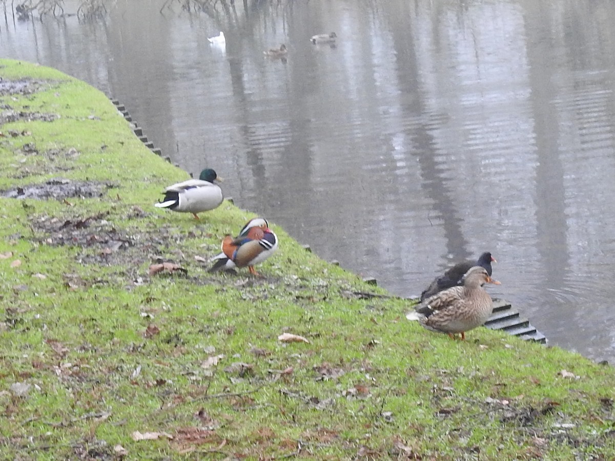 Mandarin Duck - ML629457904