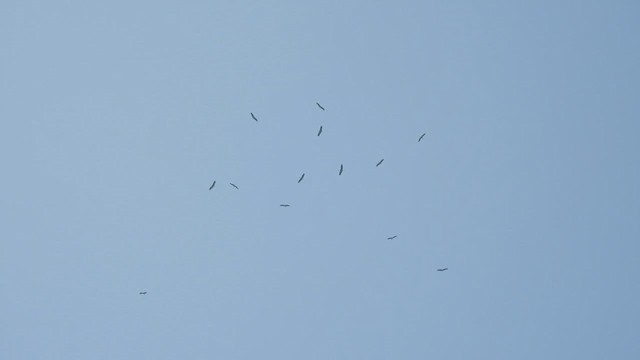 Asian Woolly-necked Stork - ML629458034