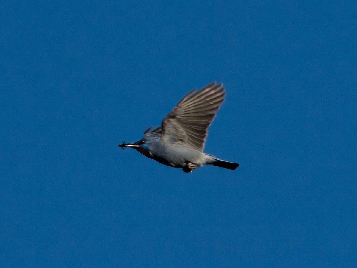 Pinyon Jay - ML629458185