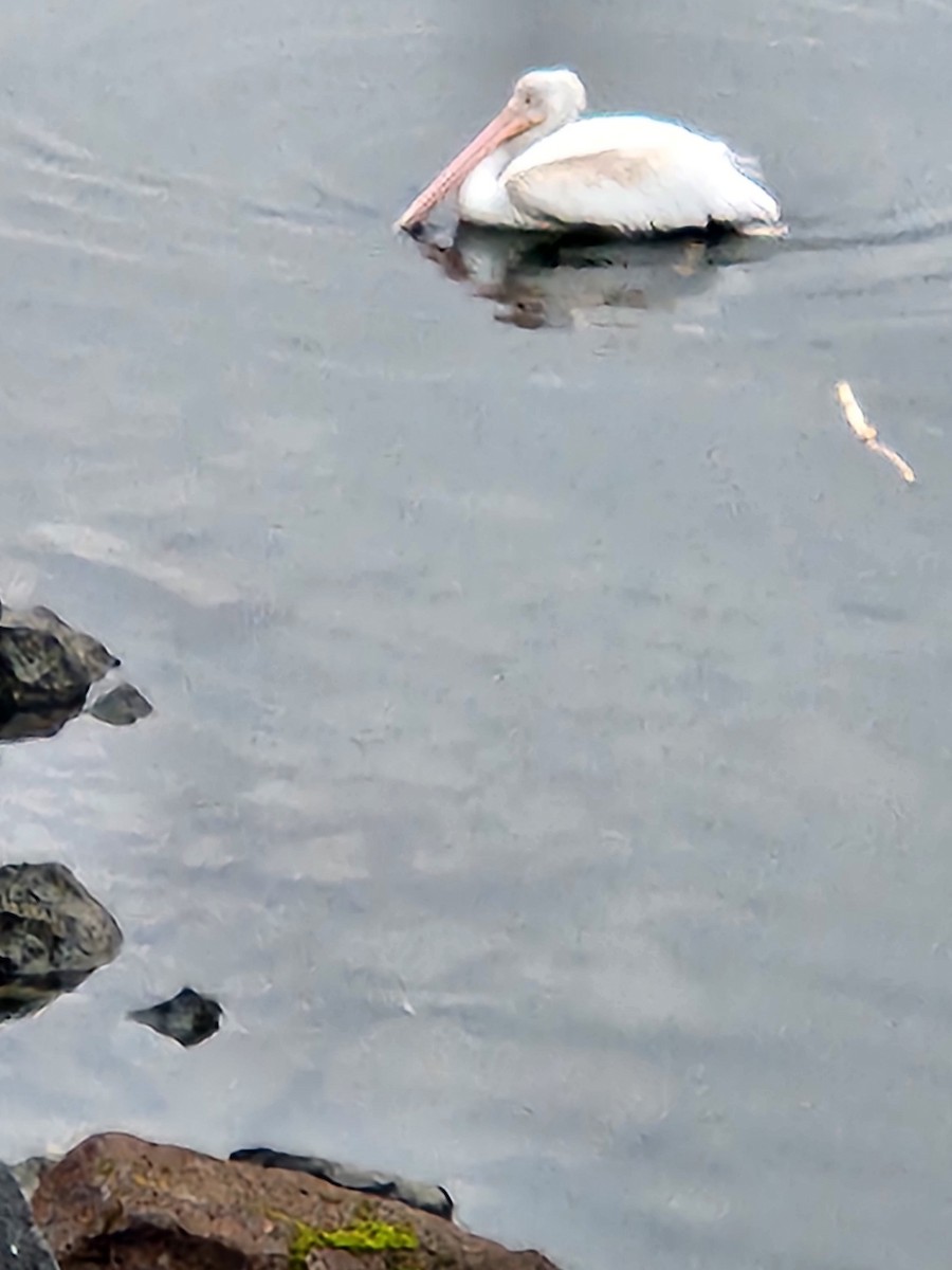 American White Pelican - ML629458380