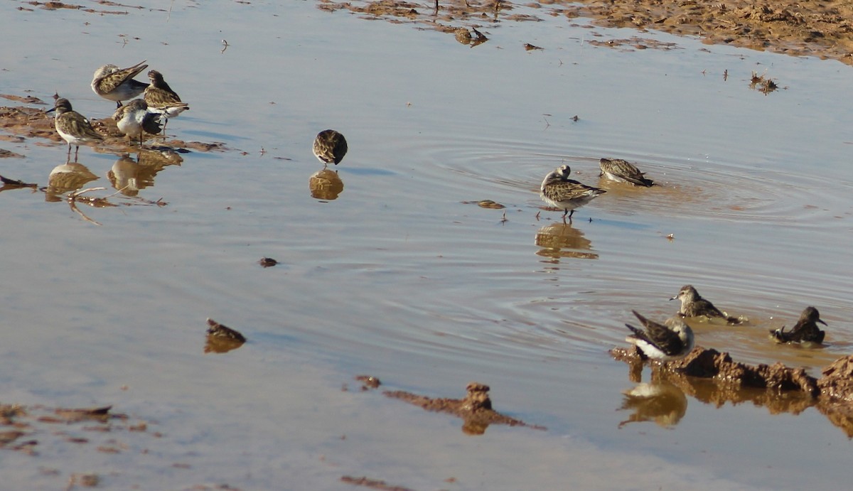 Least Sandpiper - ML629458489