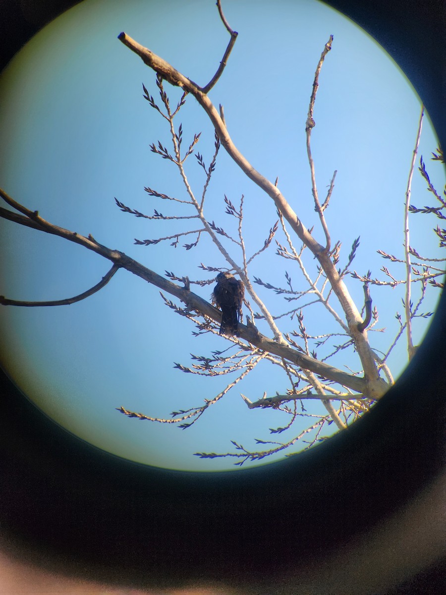 灰背隼(columbarius) - ML629458491