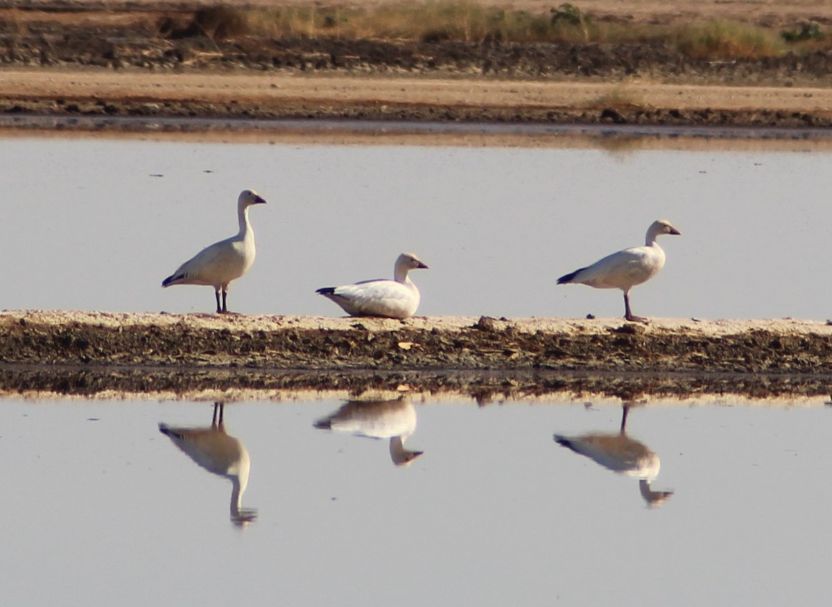 Snow Goose - ML629458492