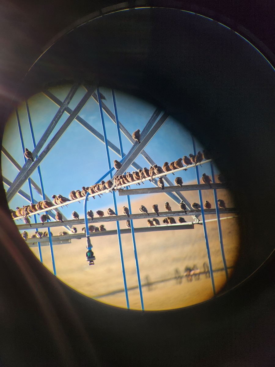 Gray-crowned Rosy-Finch (Hepburn's) - ML629458606