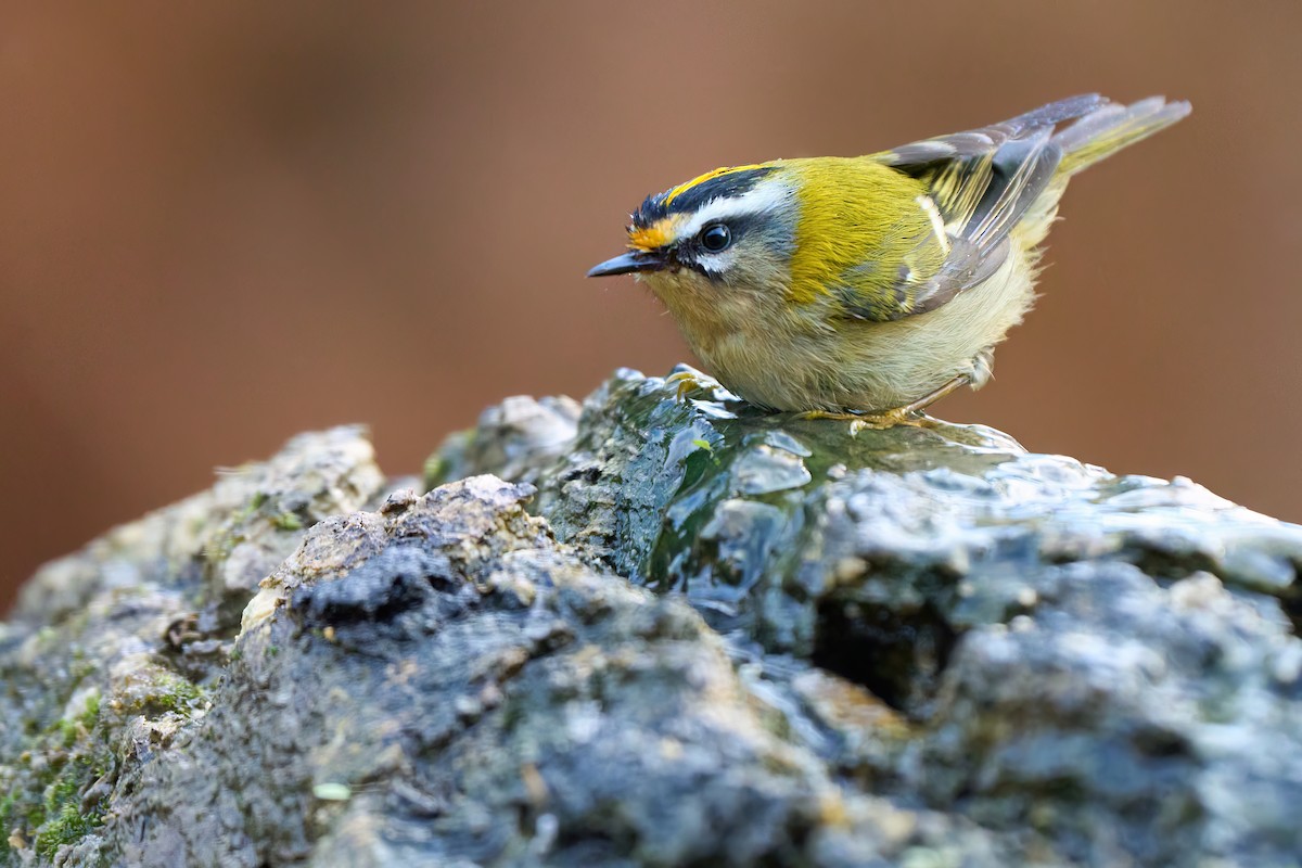 Common Firecrest - ML629458622