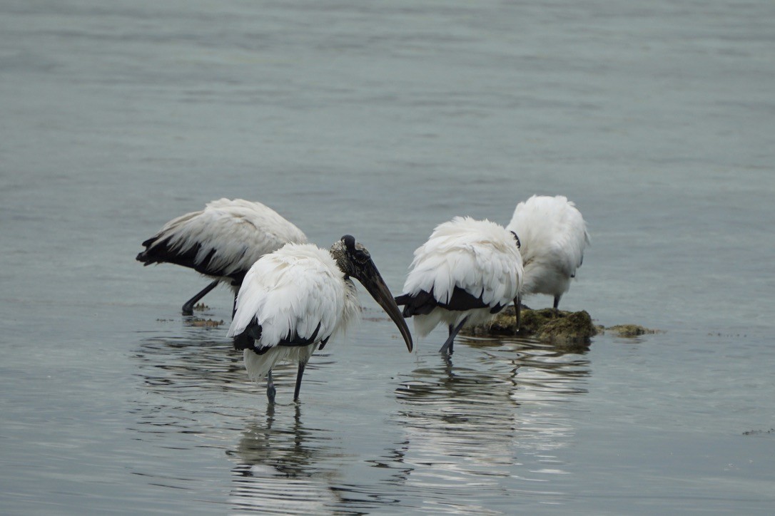 Wood Stork - ML629458630