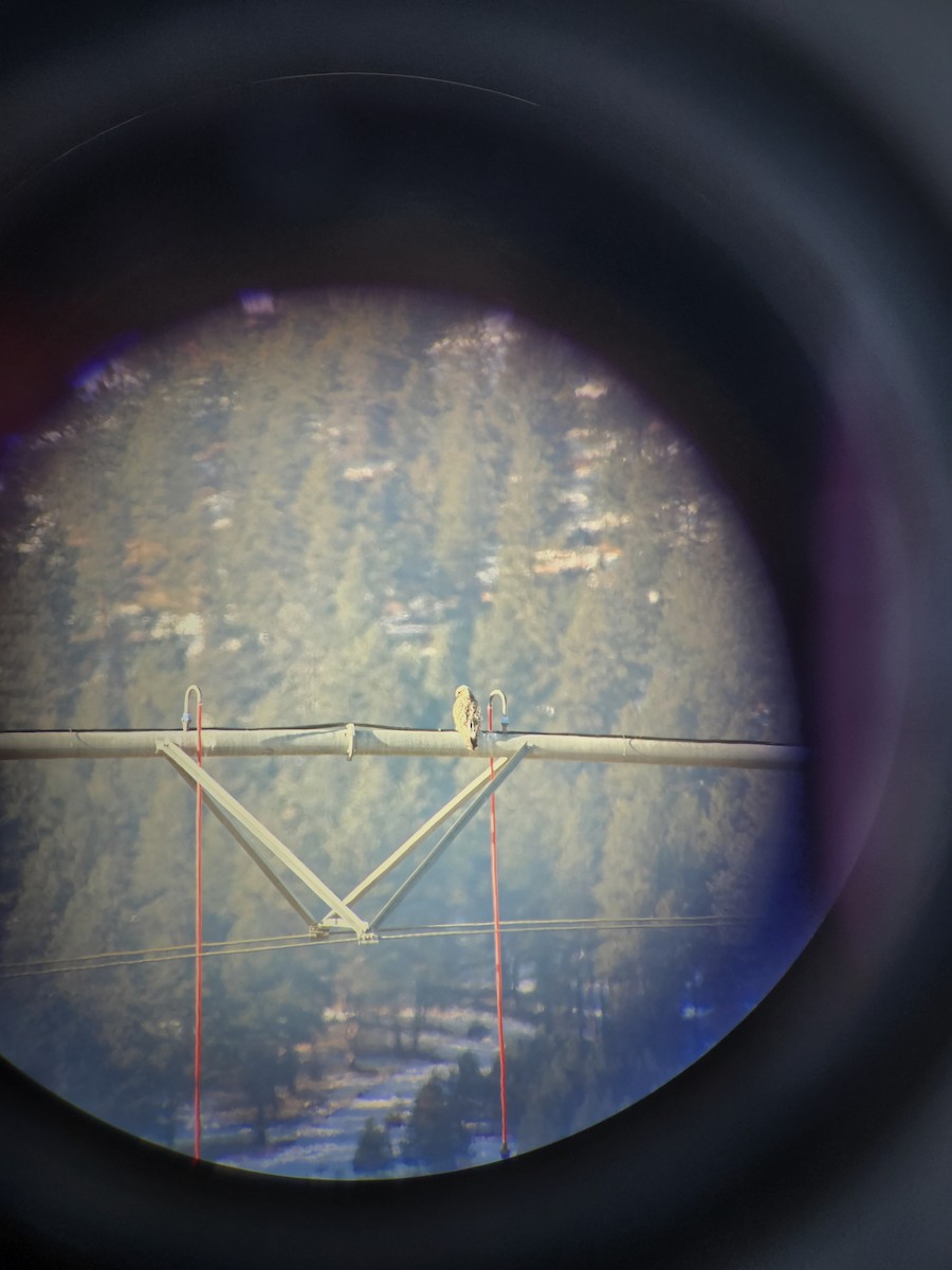 毛足鵟 - ML629458676