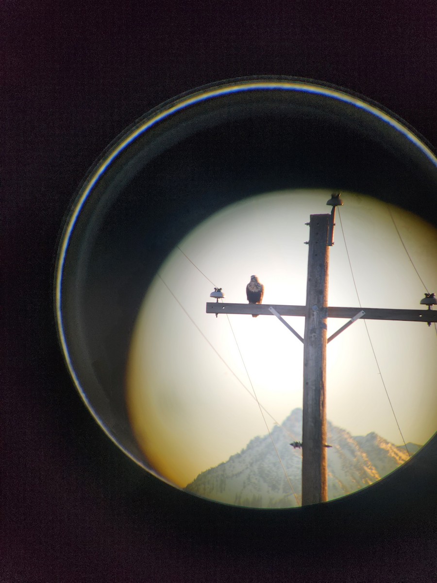 毛足鵟 - ML629458713