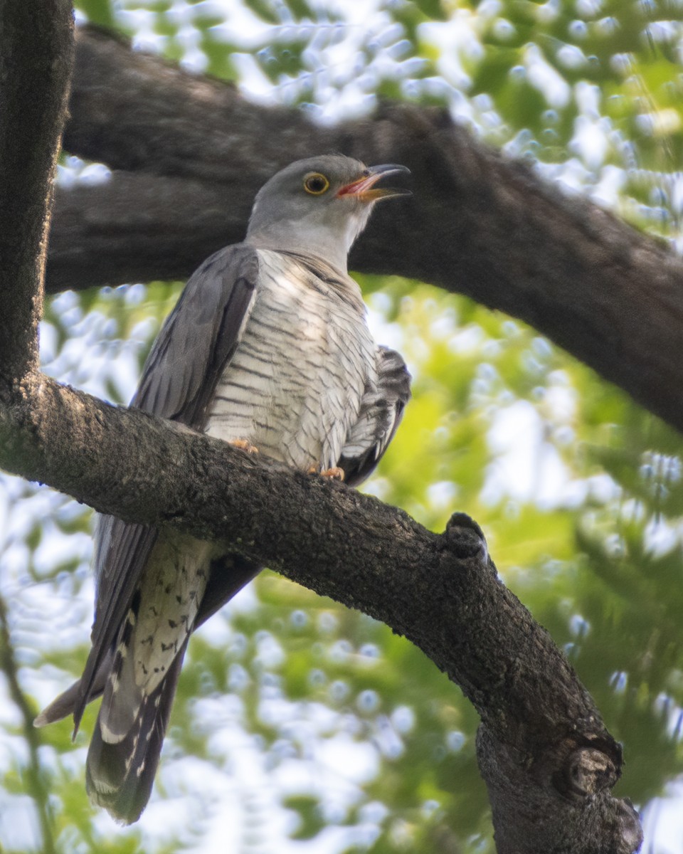 Common Cuckoo - ML629458737