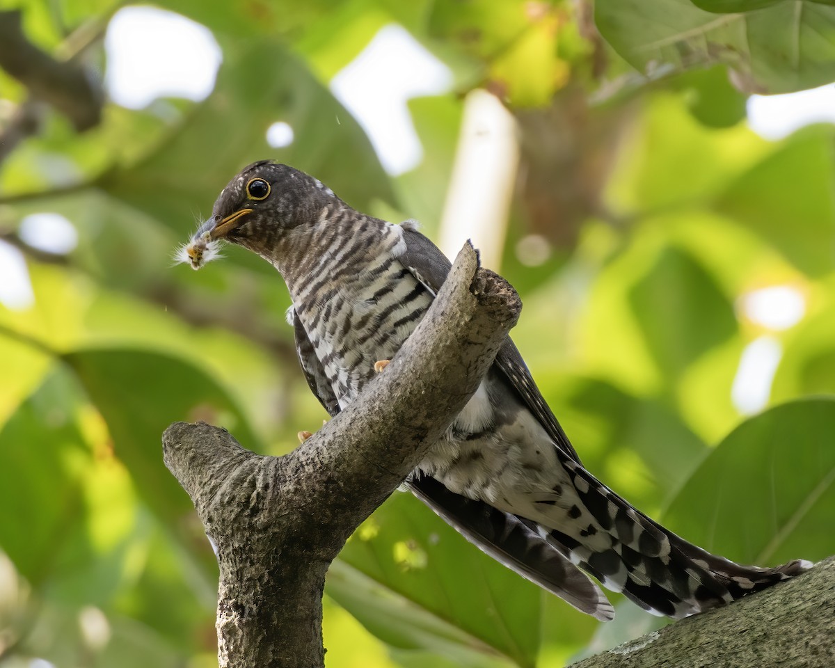 Lesser Cuckoo - ML629458758