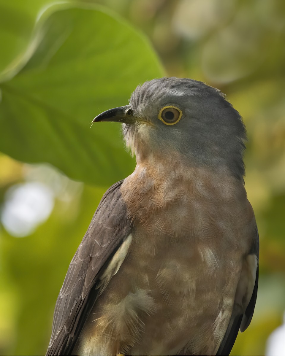 Common Hawk-Cuckoo - ML629458775