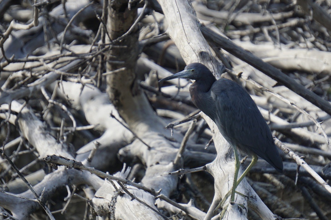 Little Blue Heron - ML629458792