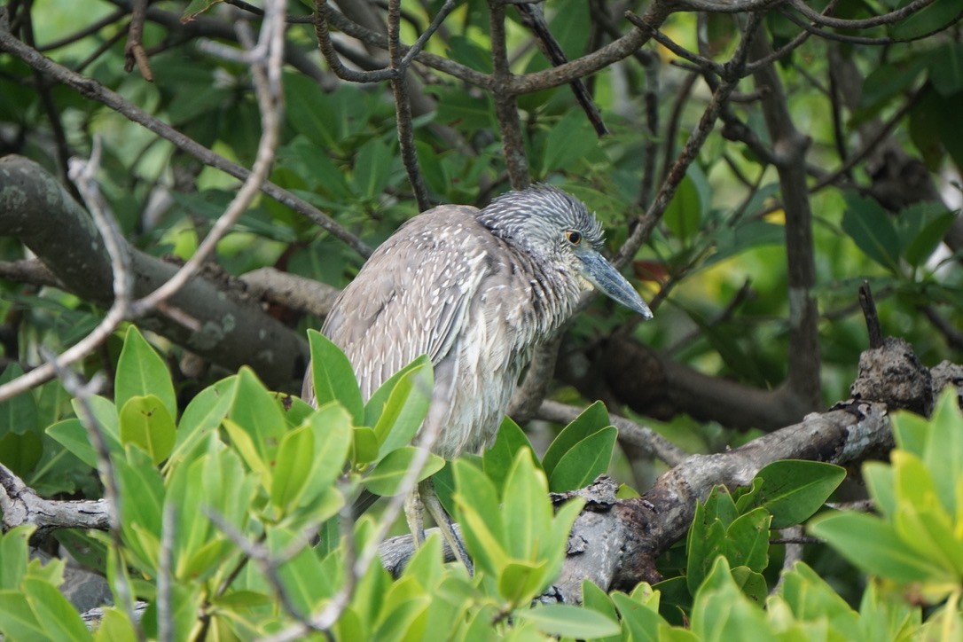 Yellow-crowned Night Heron - ML629458795