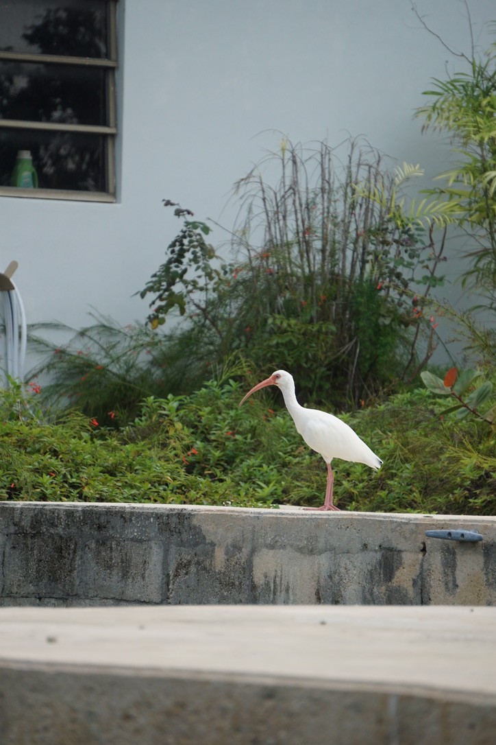 White Ibis - ML629458800
