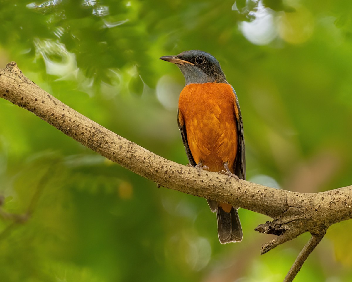 Blue-capped Rock-Thrush - ML629458854