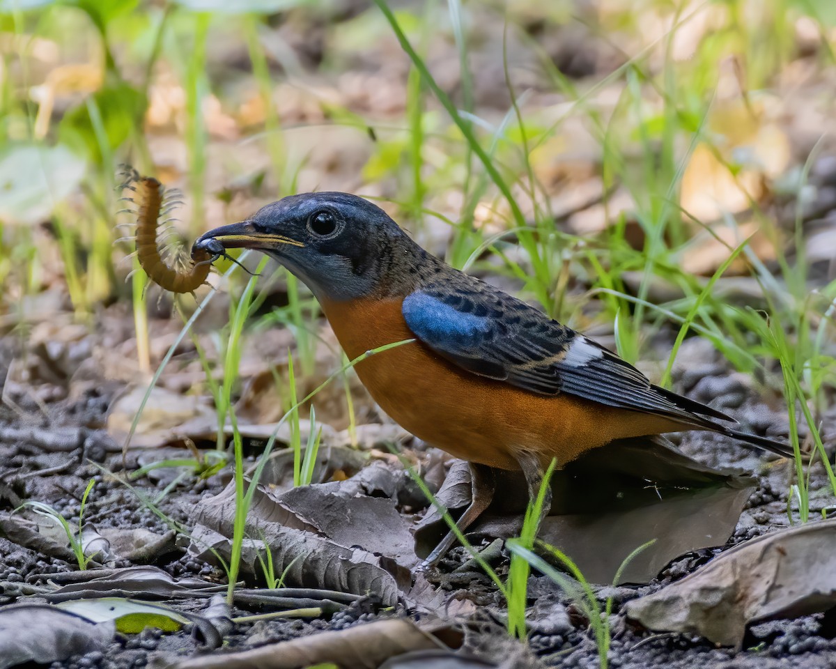 Blue-capped Rock-Thrush - ML629458855