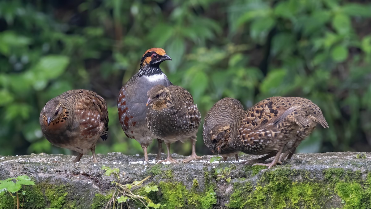 Hill Partridge - ML629458868