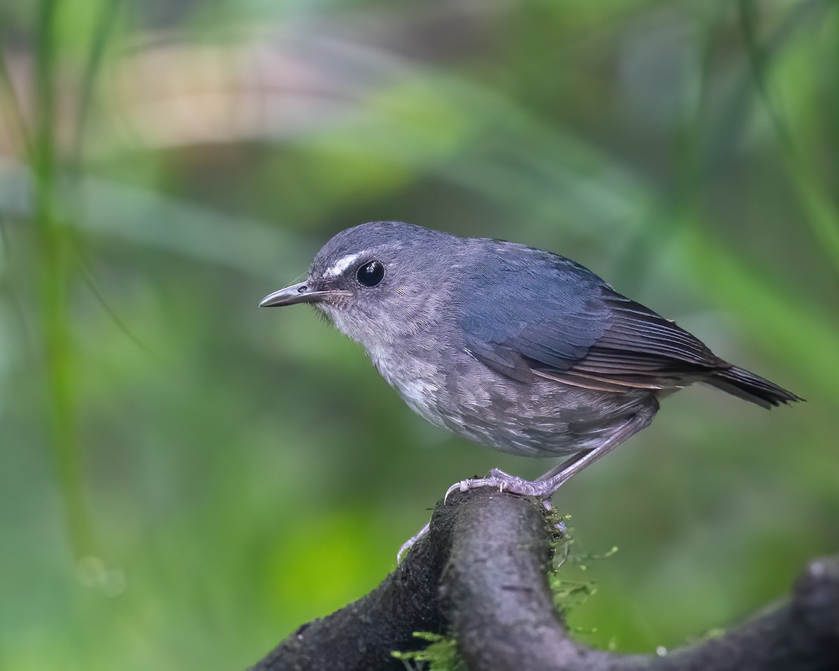 Lesser Shortwing - ML629458885