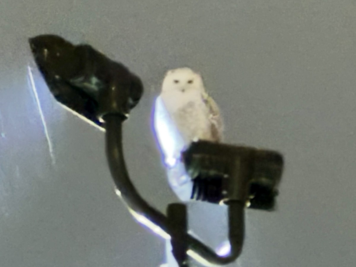 Snowy Owl - ML629458892