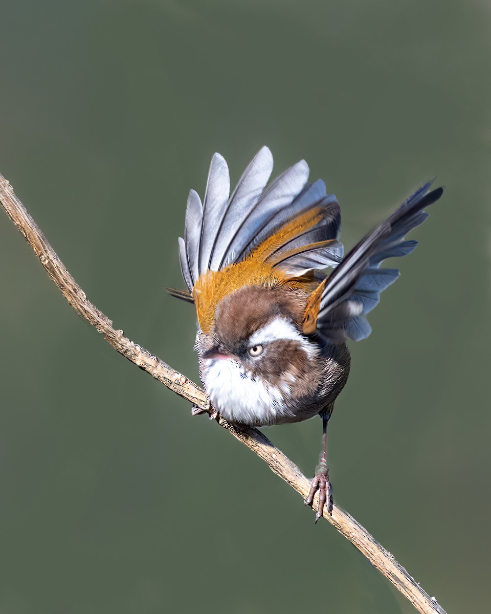 White-browed Fulvetta - ML629458939