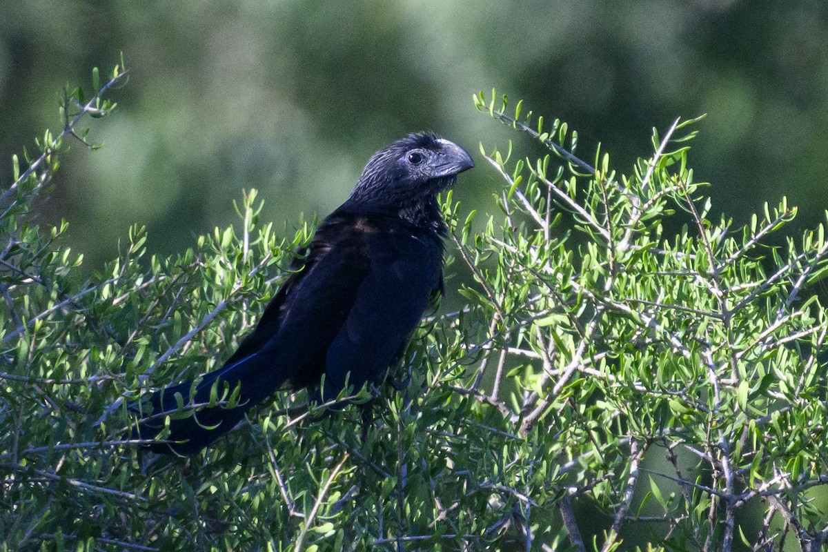 Oluk Gagalı Ani - ML629458956