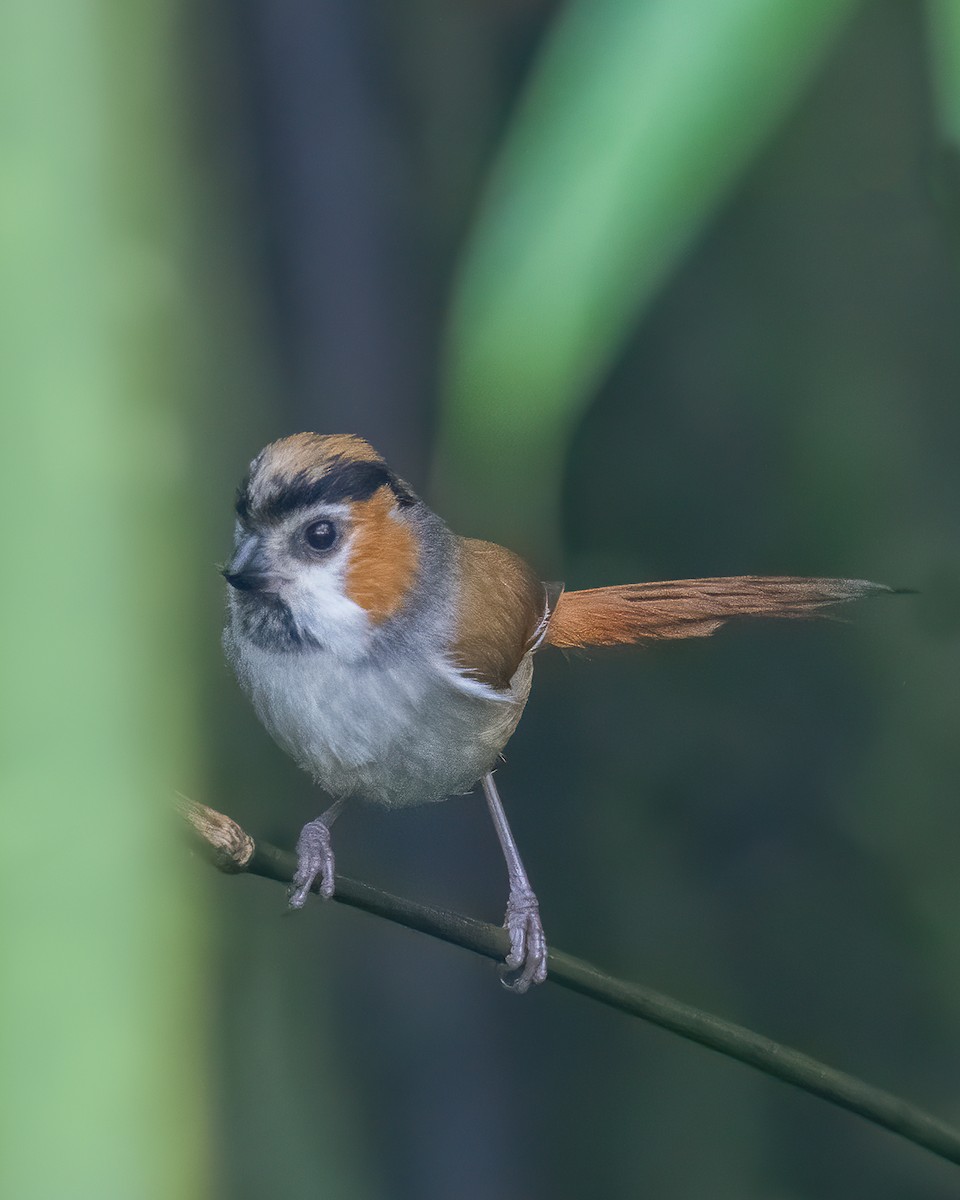 Black-throated Parrotbill - ML629459009