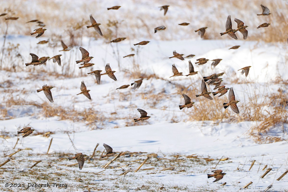 Horned Lark - ML629459306
