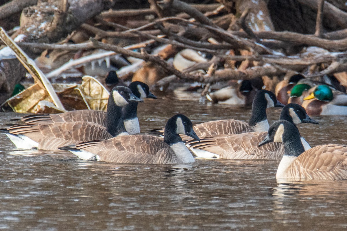 Canada Goose - ML629459487