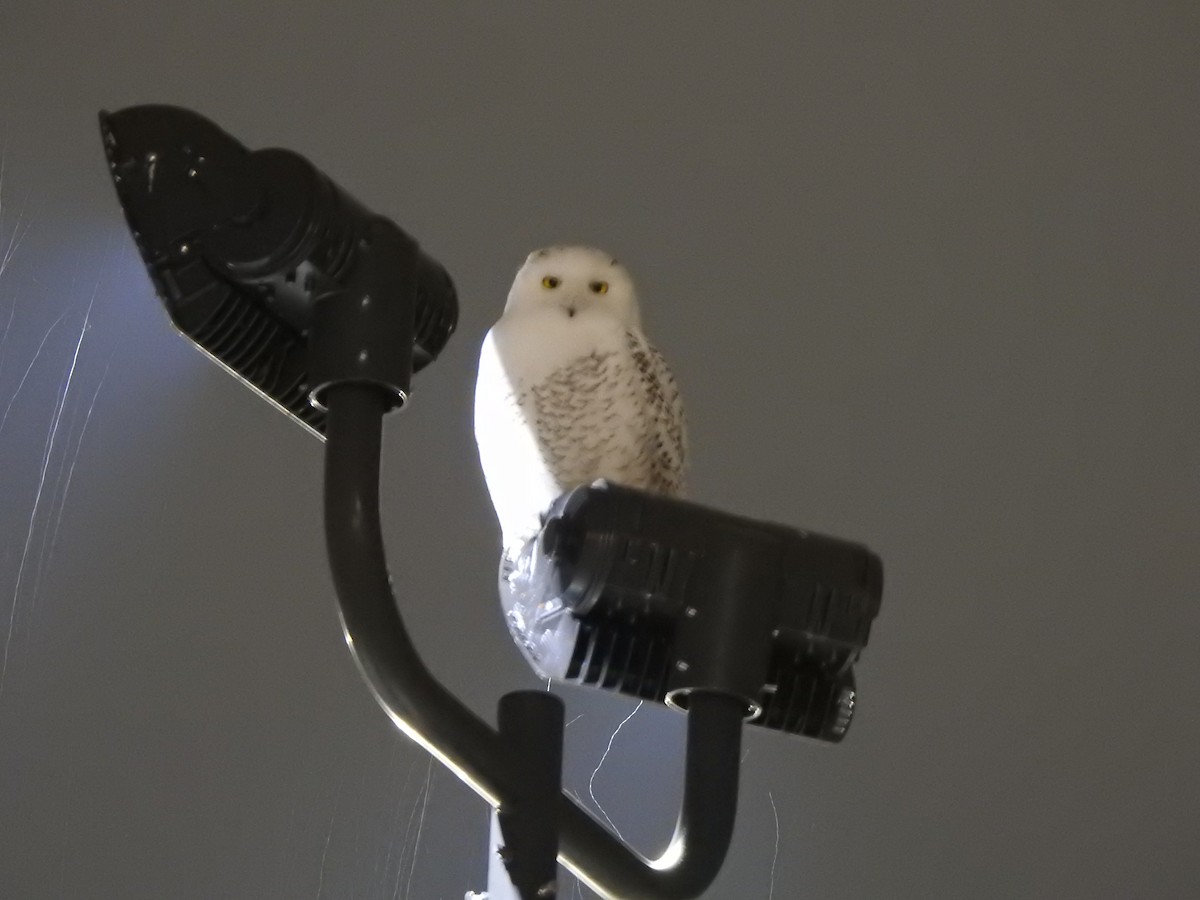 Snowy Owl - ML629459562