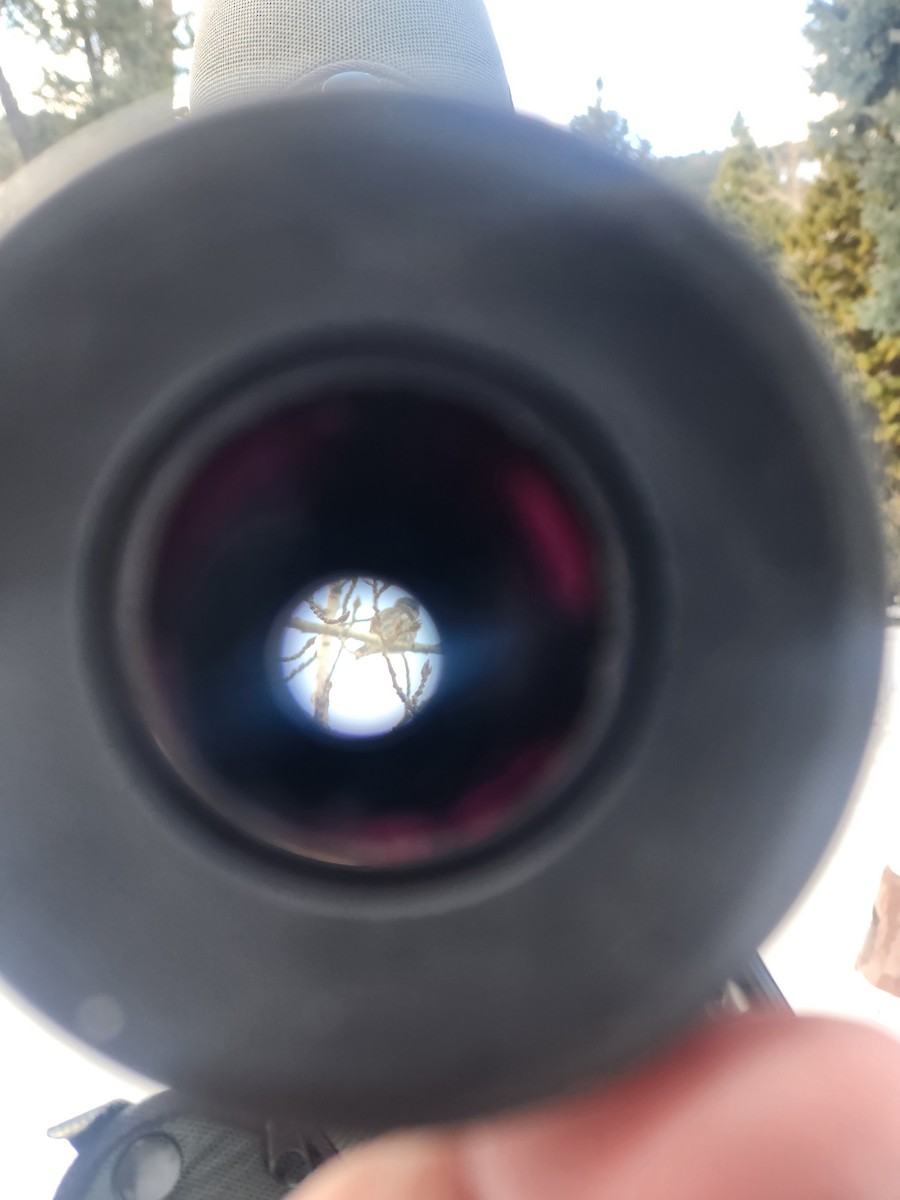 Northern Pygmy-Owl - ML629459662