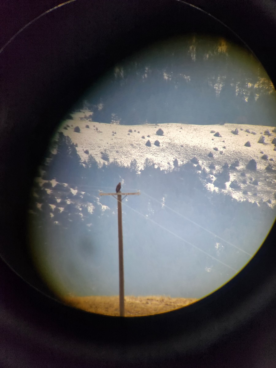 金鵰 - ML629459766