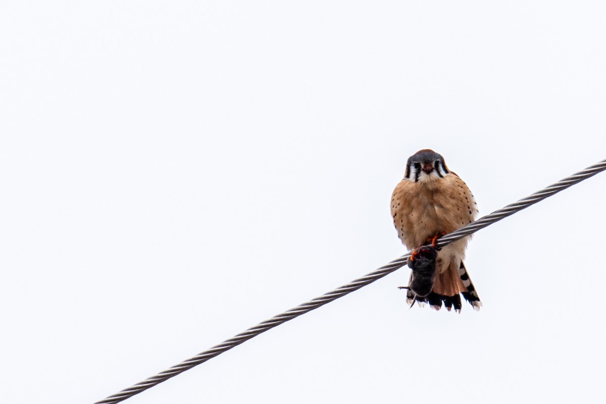 American Kestrel - ML629459883