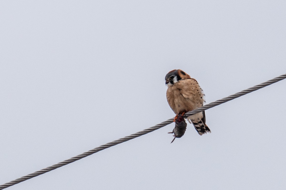 American Kestrel - ML629459884