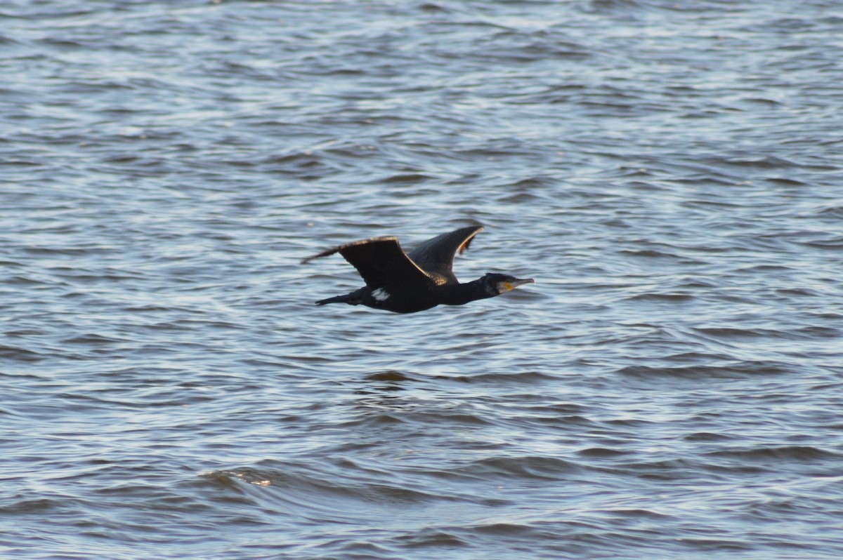 Great Cormorant - ML629460039