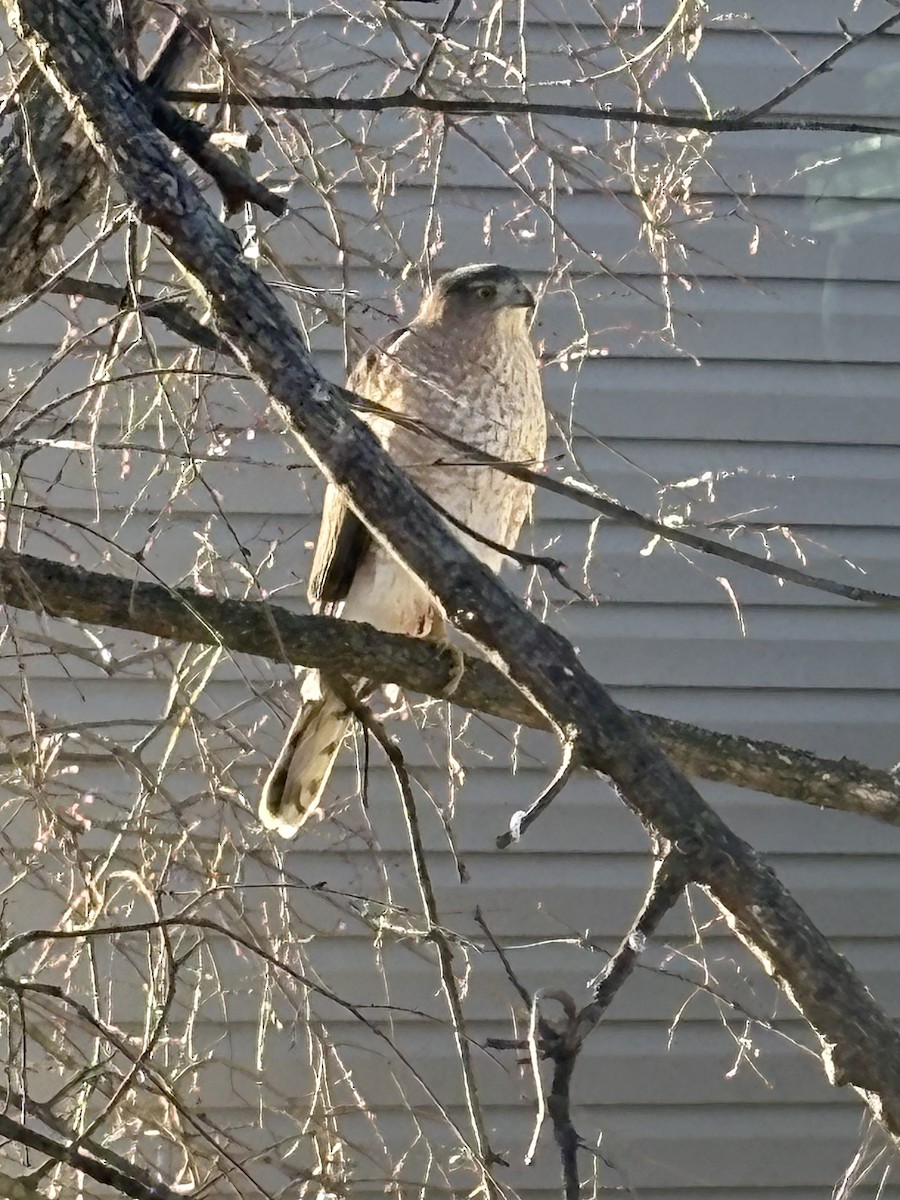 Cooper's Hawk - ML629460105