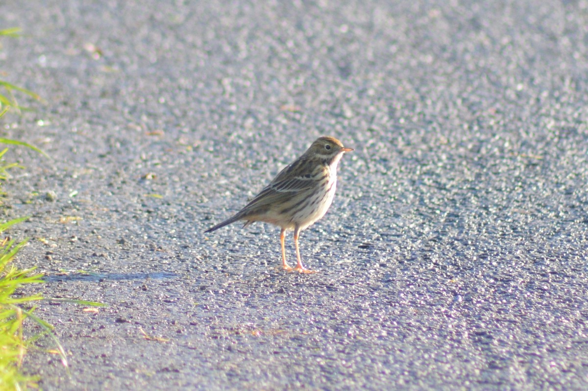 Meadow Pipit - ML629460114