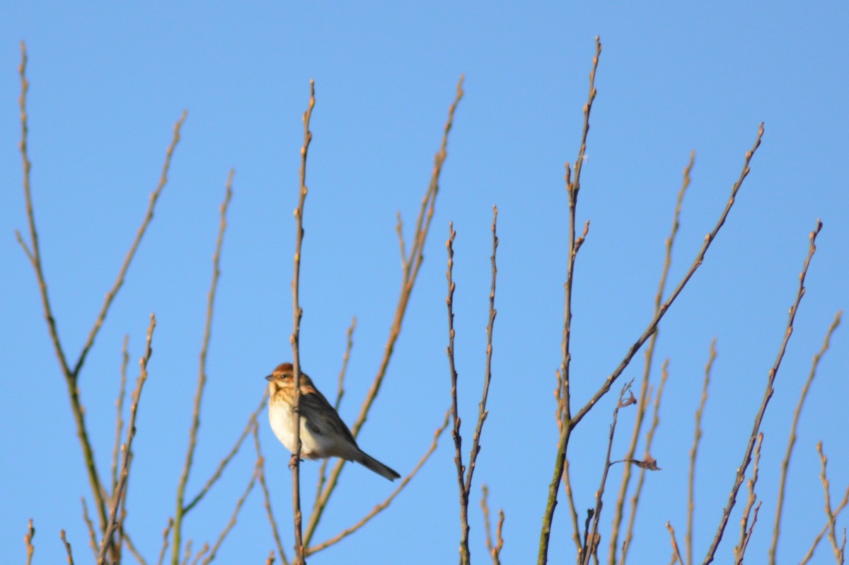 Reed Bunting - ML629460208