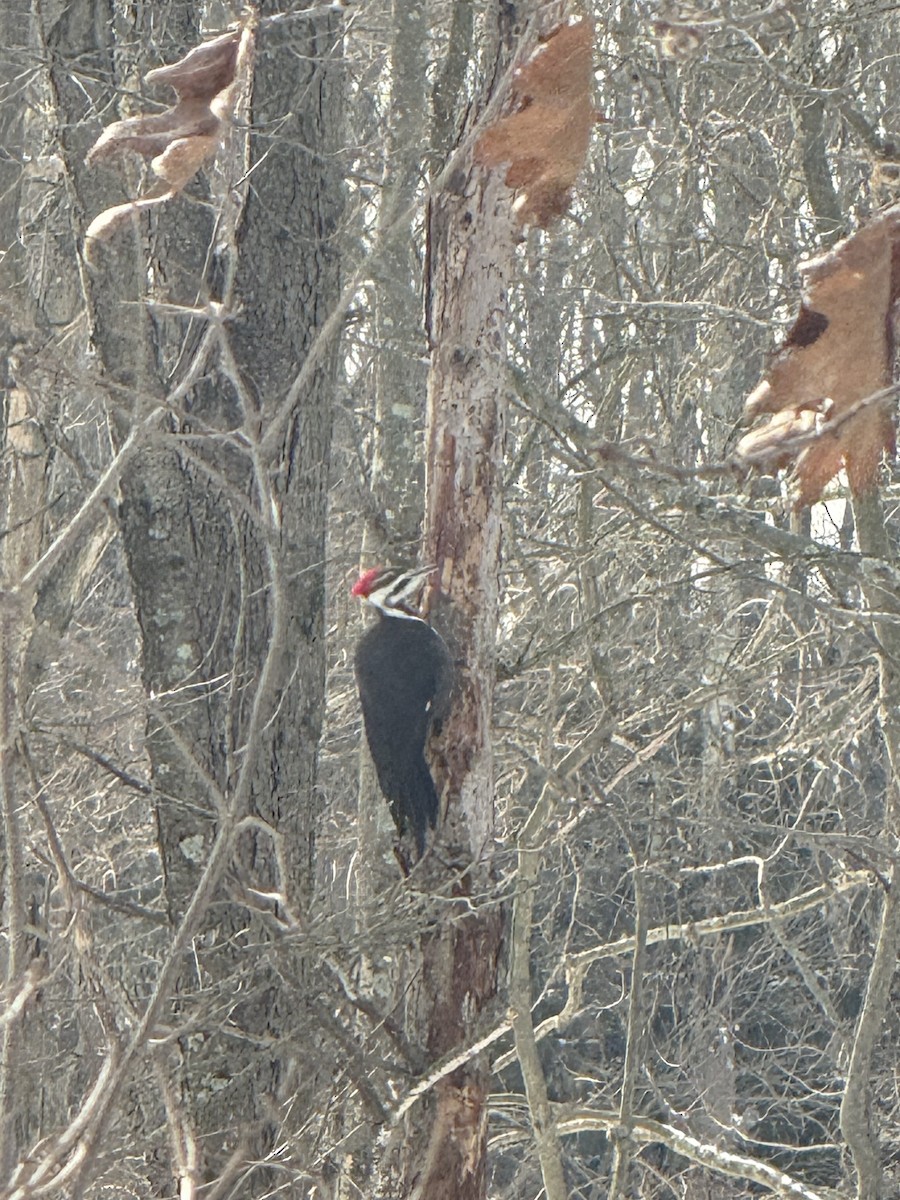Pileated Woodpecker - ML629460568
