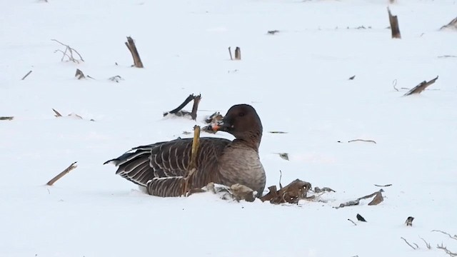 Tundra Bean-Goose - ML629460631