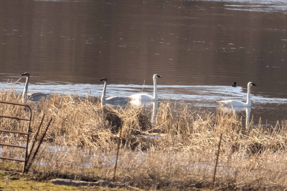 Trumpeter Swan - ML629460649