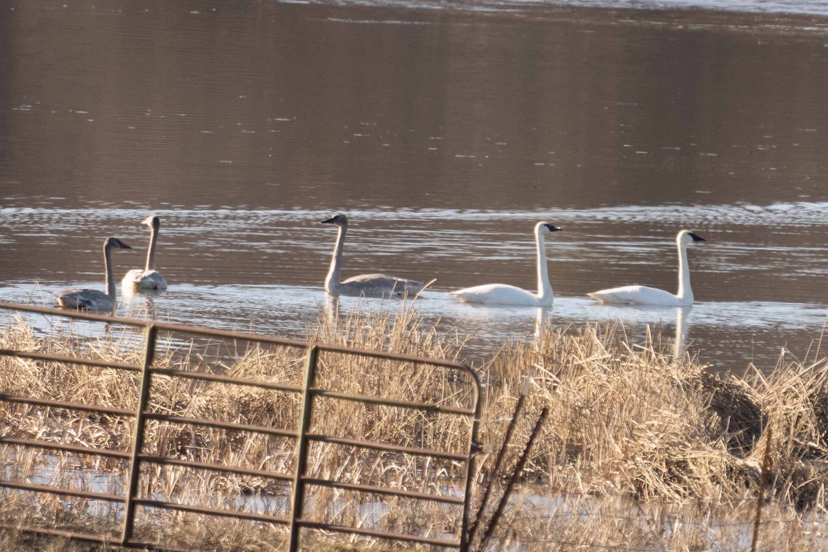 Trumpeter Swan - ML629460660