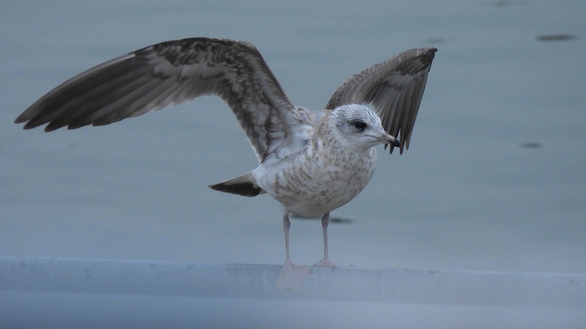 Goéland cendré (canus) - ML629460741