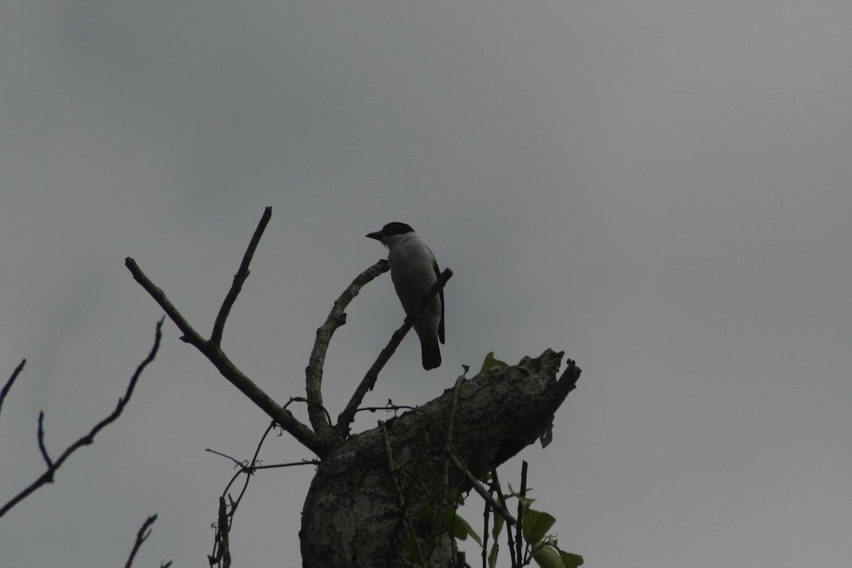 Black-crowned Tityra - ML629460867