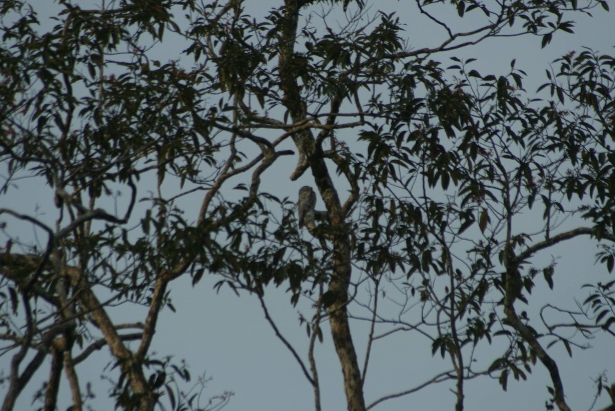 Great Potoo - ML629460923