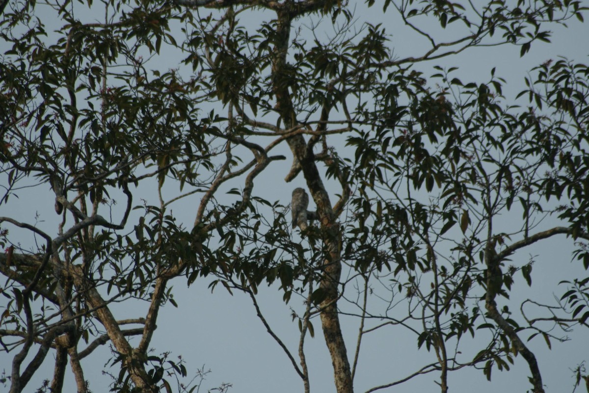 Great Potoo - ML629460924