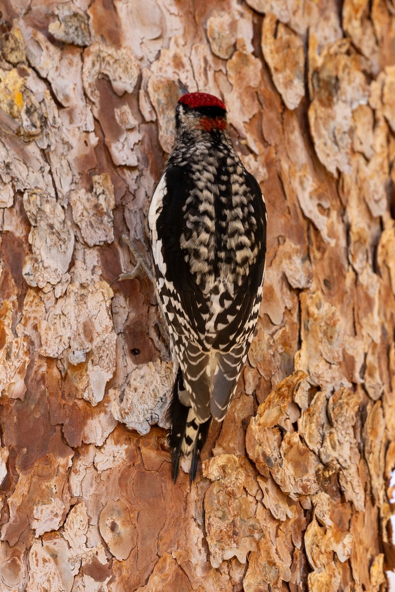Sphyrapicus sp. - ML629460966