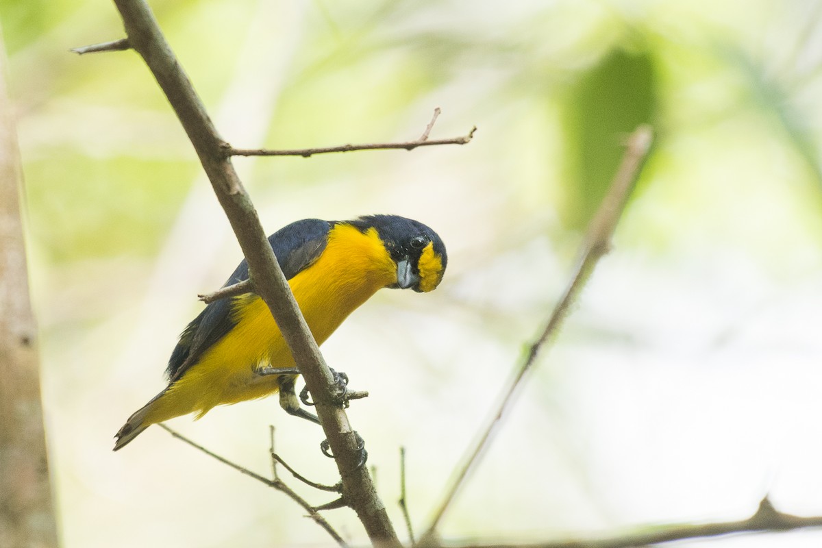 Yellow-throated Euphonia - ML62946101