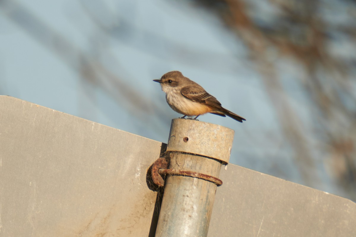 Vermilion Flycatcher - ML629461030