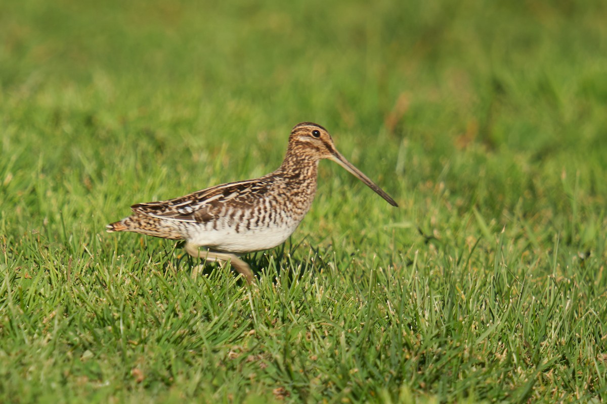 Wilson's Snipe - ML629461035